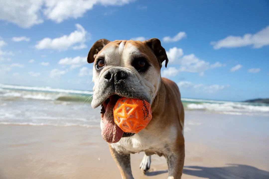 Waboba Tailwind Bouncing Dog Ball Accessories Waboba 